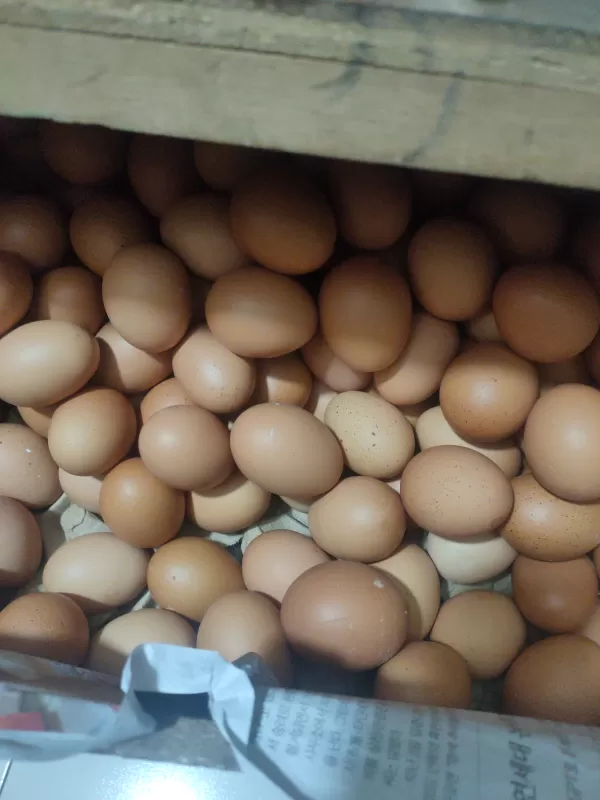 Teelur Ayam